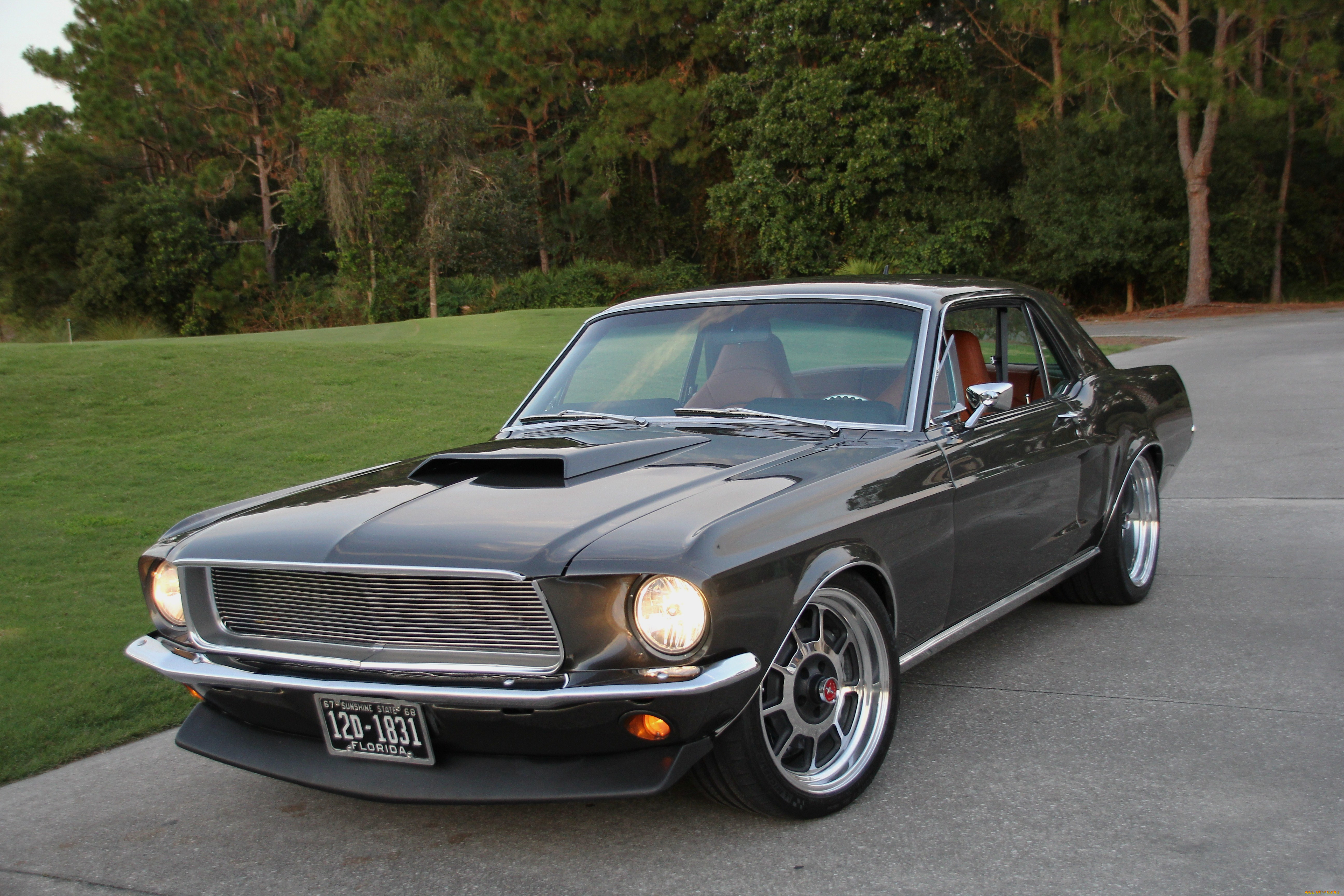 , mustang